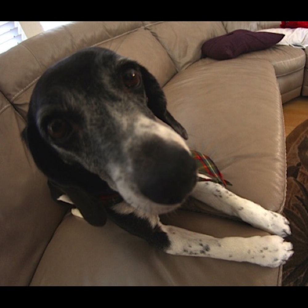 Meet your Posher, Corrie